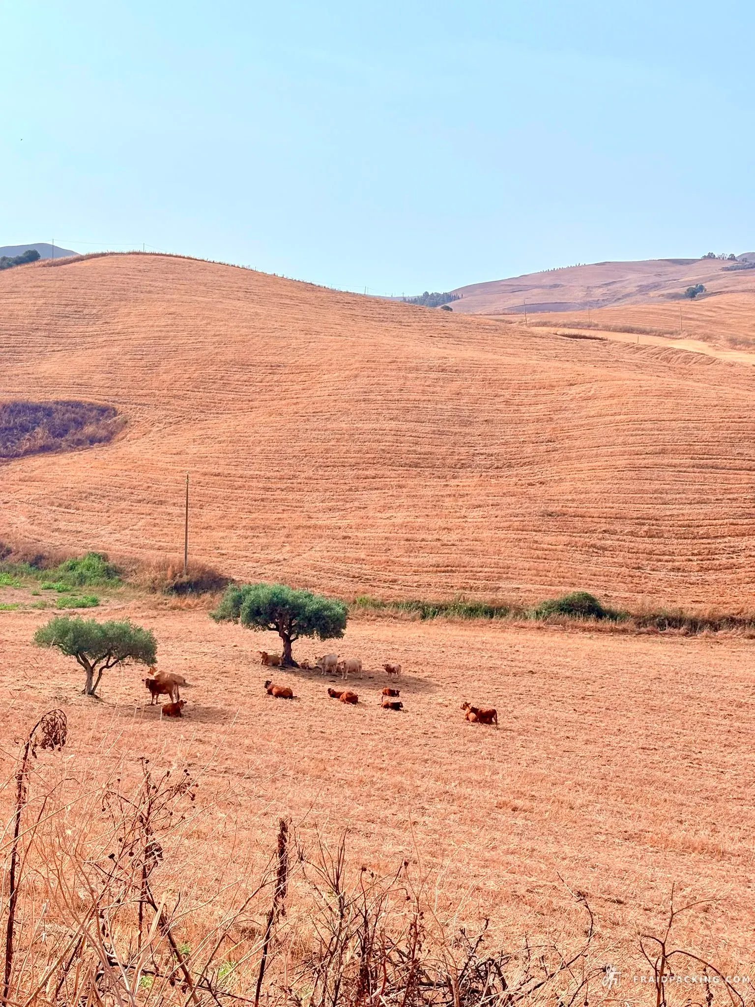 Sicily Divide